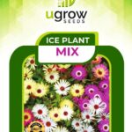 Ice Plant Mix Flower Seeds (Hybrid)