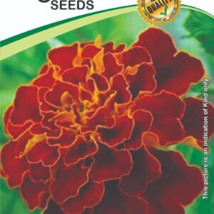 Marigold Red French Summer Hybrid Flower Seeds