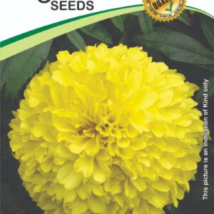 Marigold Yellow Summer Hybrid Flower Seeds