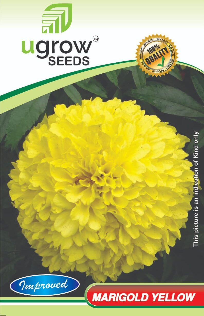 Marigold Yellow Summer Hybrid Flower Seeds