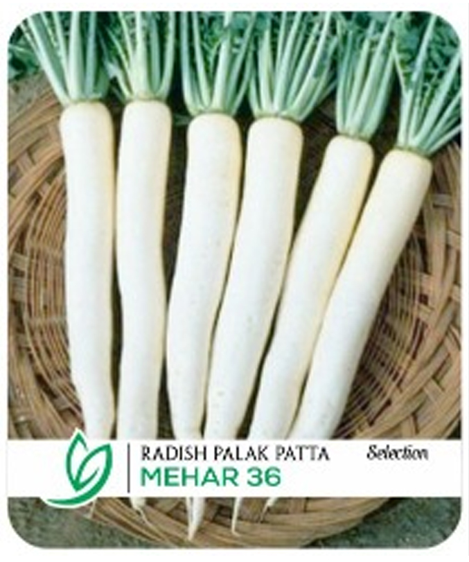 Radish Palak Patta Mehar 36 F1 Hybrid