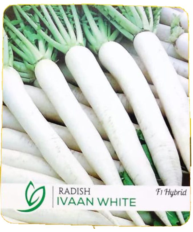 Radish Ivaan White F1 Hybrid