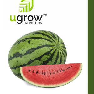 Watermelon Green Summer Hybrid Vegetable Seeds