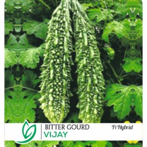 Bitter Gourd Vijay F1 Hybrid