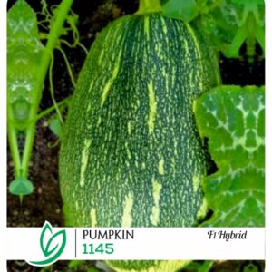 Pumpkin1145 F1 Hybrid