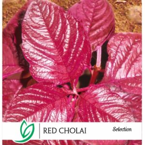 Red Cholai Selection