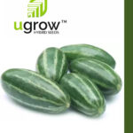 Banga  Hybrid Seeds