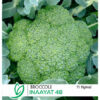 Broccoli Inaayat 48 F1 Hybrid