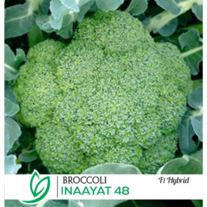 Broccoli Inaayat 48 F1 Hybrid