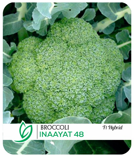 Broccoli Inaayat 48 F1 Hybrid