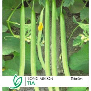 Long Melon Tia Selection