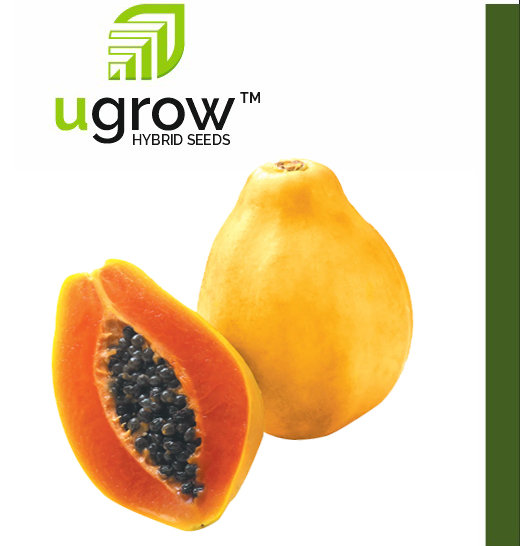 Papaya Summer Hybrid Vegetable Seeds