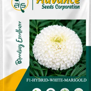 Marigold White Hybrid Flower Seeds