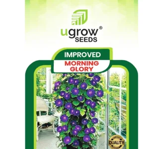 Morning Glory Hybrid Flower Seeds
