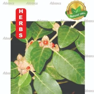 Ashwagandha - Herbs Seeds