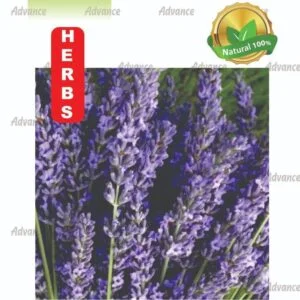 Lavender seeds