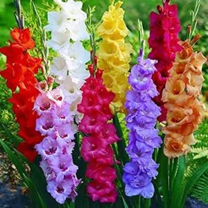 Gladiolus Mix Flower