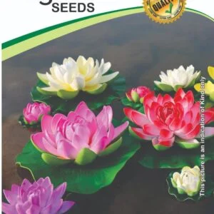 Lotus Hybrid Flower Seeds