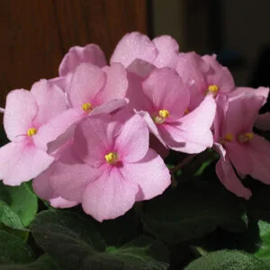 Achimenes