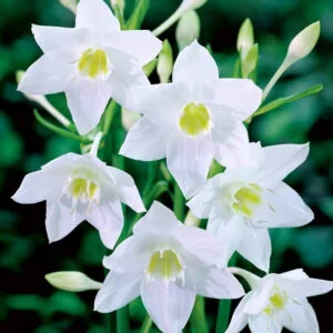 Amazon Lilly Flower
