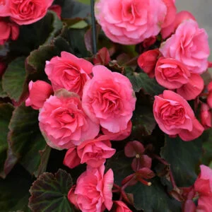 Begonia Double