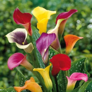 Calla Lilly Mix Flower