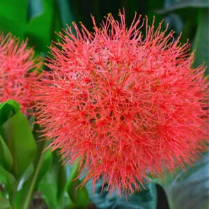 Football Lilly Flower