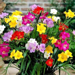 Freesia Mix Flower