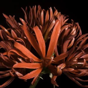 Lycoris Flower Bulbs