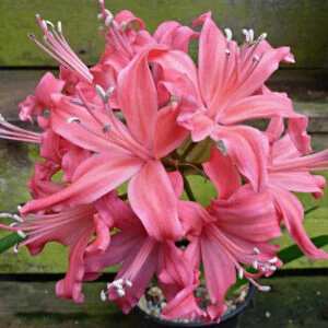 Nerine Lily Flower