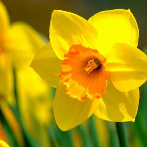 Daffodils Flower