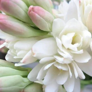 Tuberose Flower