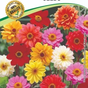 Dahlia Hybrid Flower Seeds